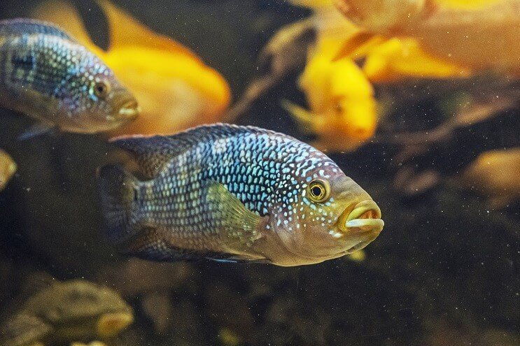 Jack Dempsey Halmegjelenés