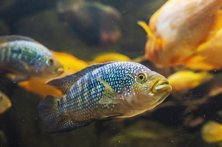 Két Jack Dempsey Fish