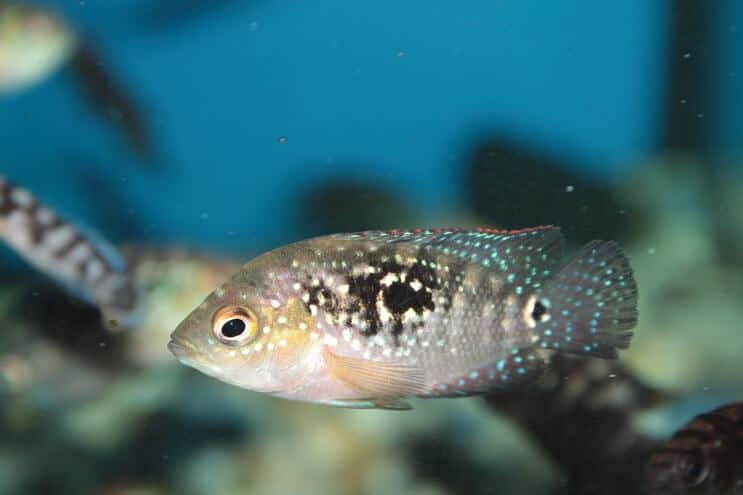 Fiatalkori Jack Dempsey Fish