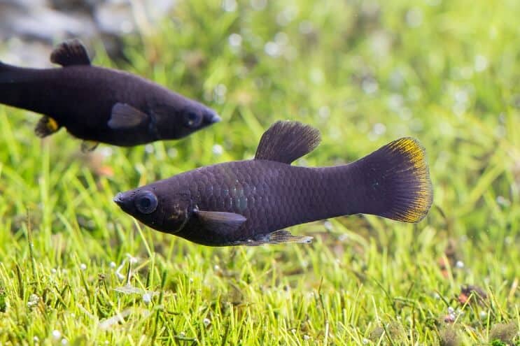 Fekete Molly Fish