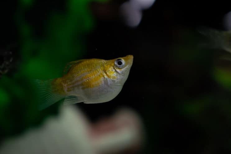 Ballon Molly Fish