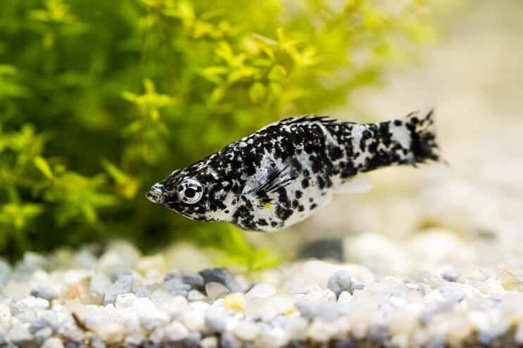 Dalmát Molly Fish