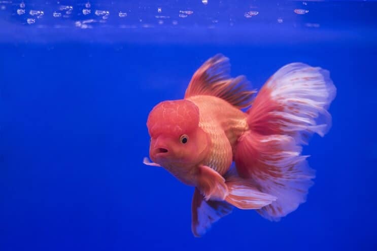 Oranda Aranyhal
