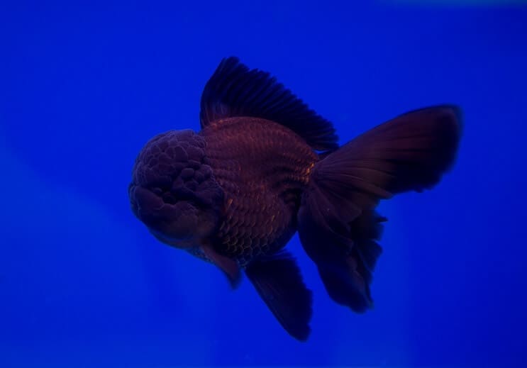 Fekete Oranda aranyhal