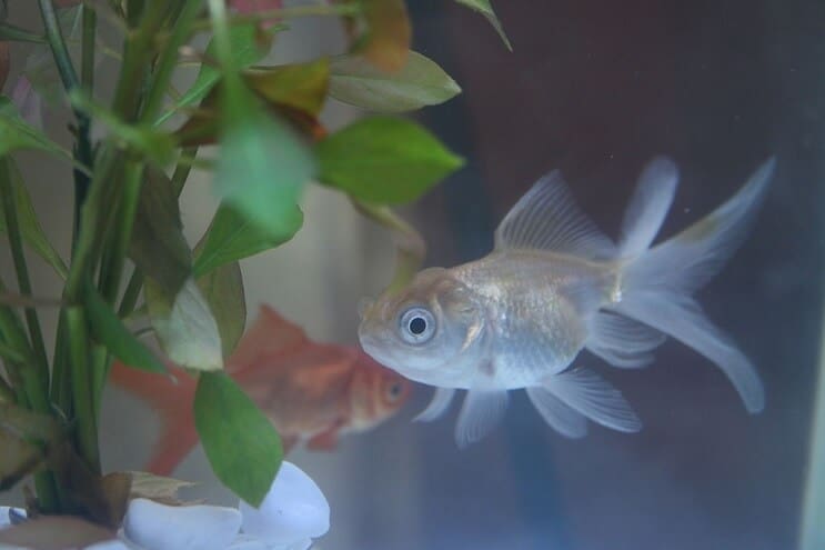 Kék Oranda aranyhal