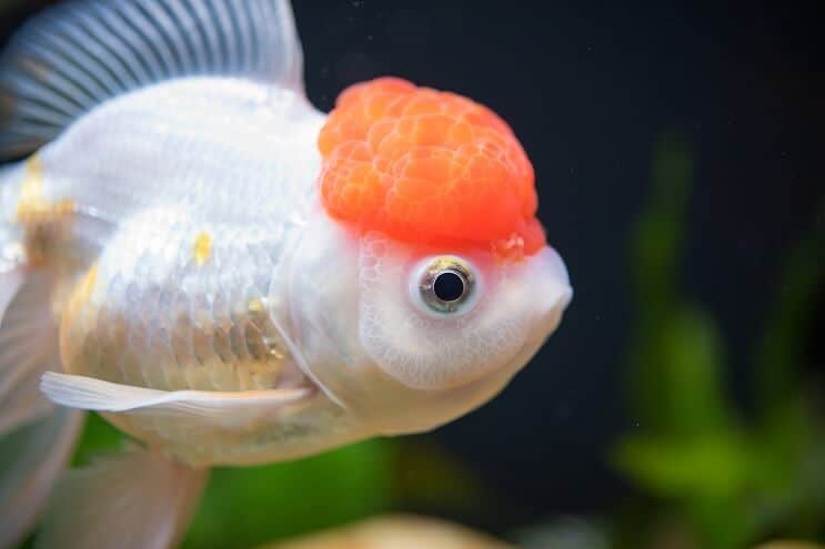 Piros sapka Oranda aranyhal
