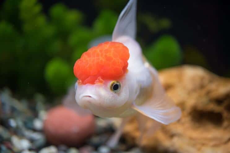 Oranda aranyhal megjelenés