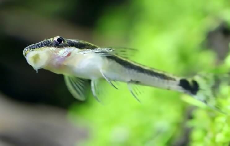 Otocinclus elakadt a tartályon