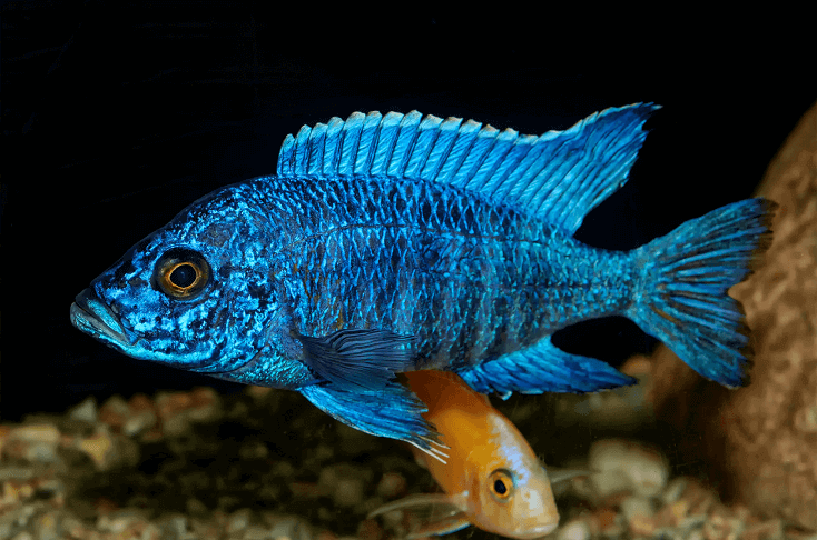 Aulonocara Fish
