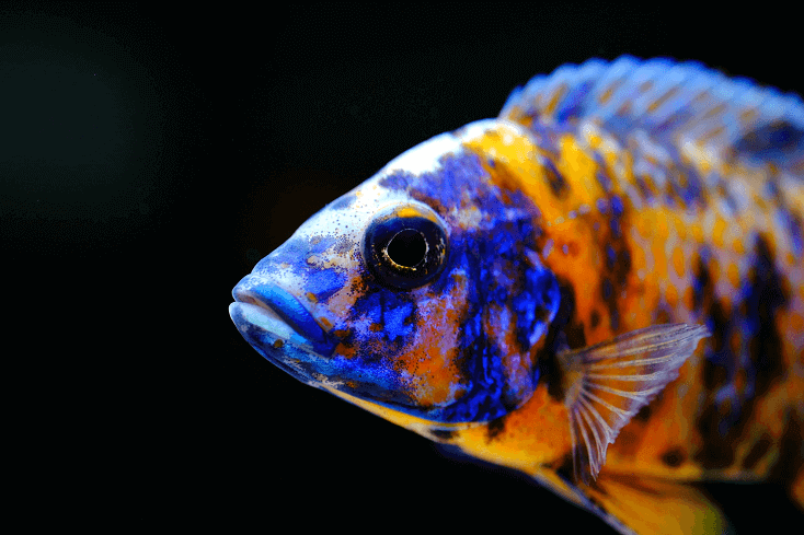 Afrikai cichlid halak színes akvárium