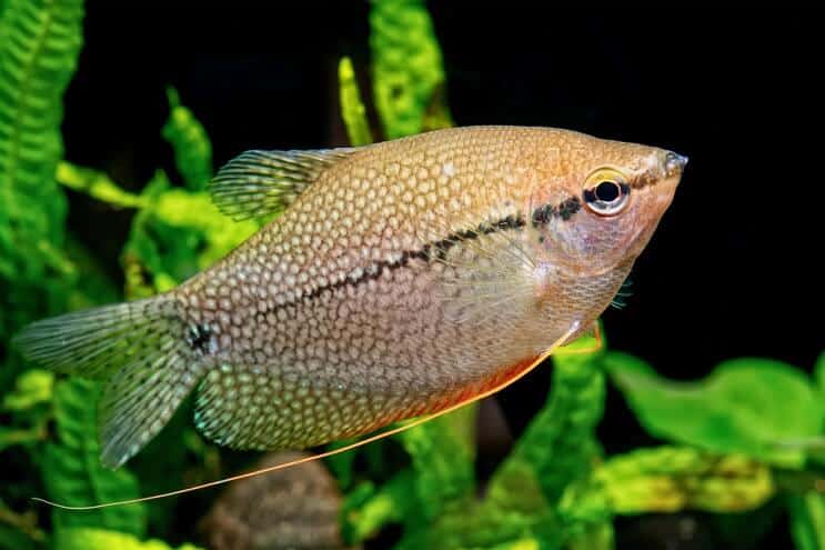 Gourami gyöngy