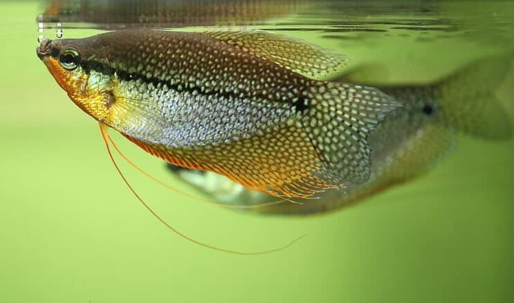 Gyöngy Gourami megjelenés