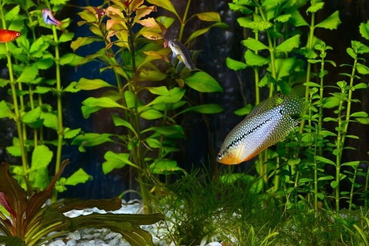 Pearl Gourami egy akváriumban