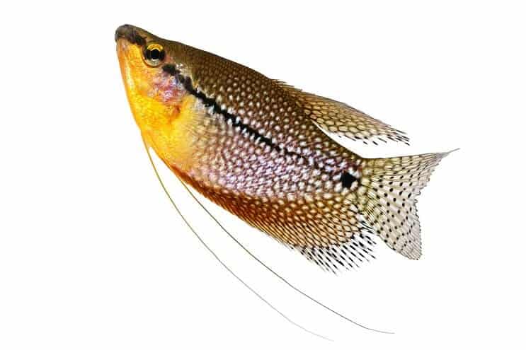 Gourami gyöngy közelről