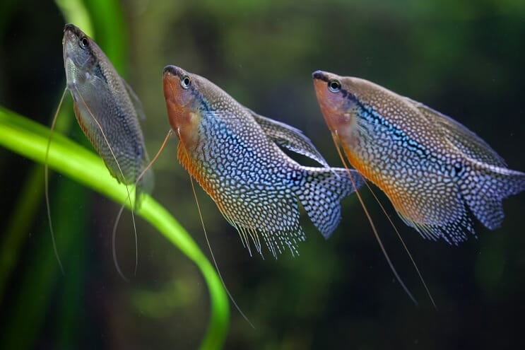 Gyöngy Gourami csoportja