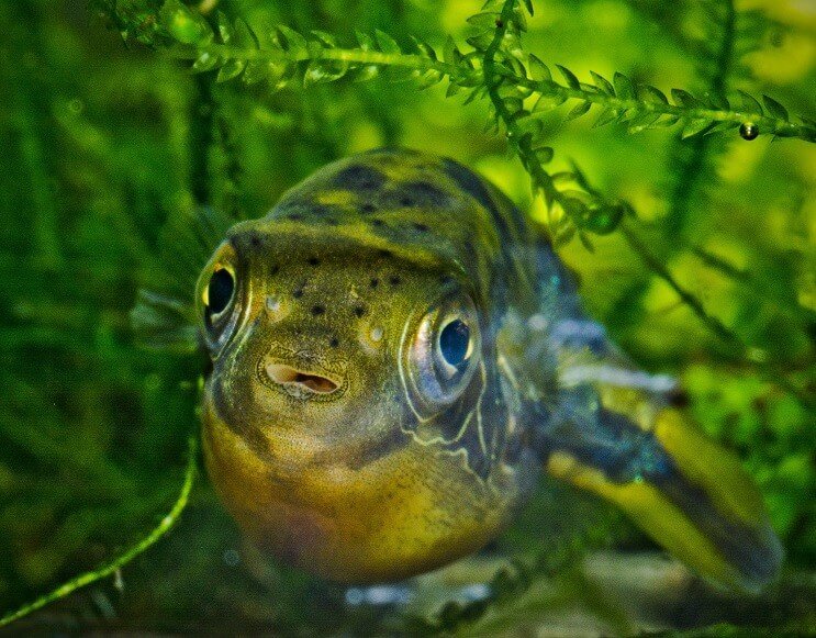 Törpe borsó puffer