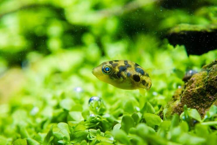 Borsó puffer megjelenése