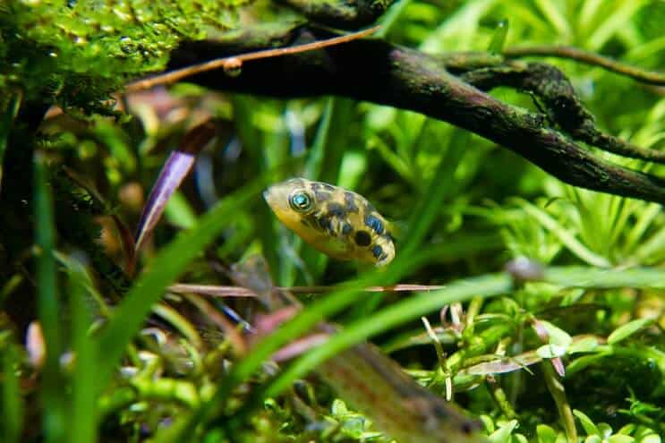 Borsó Puffer Habitat