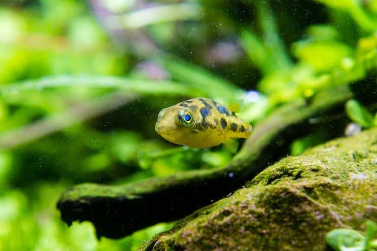 Borsó puffer tenyésztés