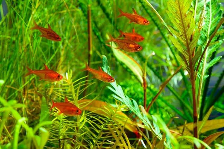 Ember Tetra tartálytársak