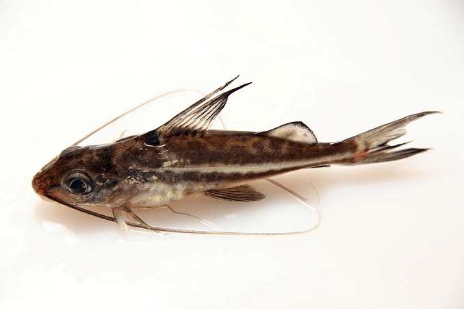 Pictus harcsa