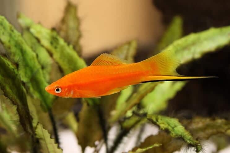 Kardfarkú Platy Fish