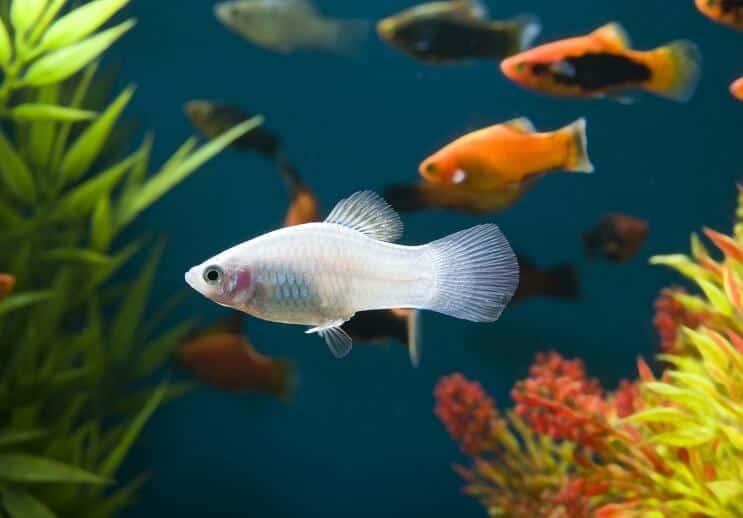 White Platy Fish