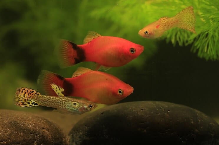 Guppy és Platy