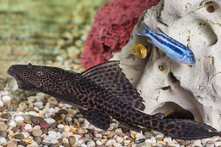 Pleco