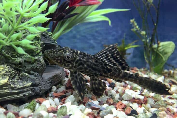 Plecostomus áttekintés