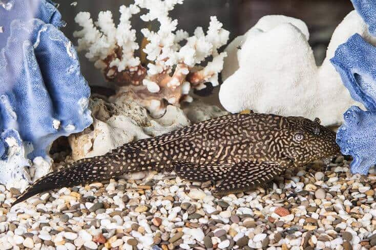 Közös Pleco