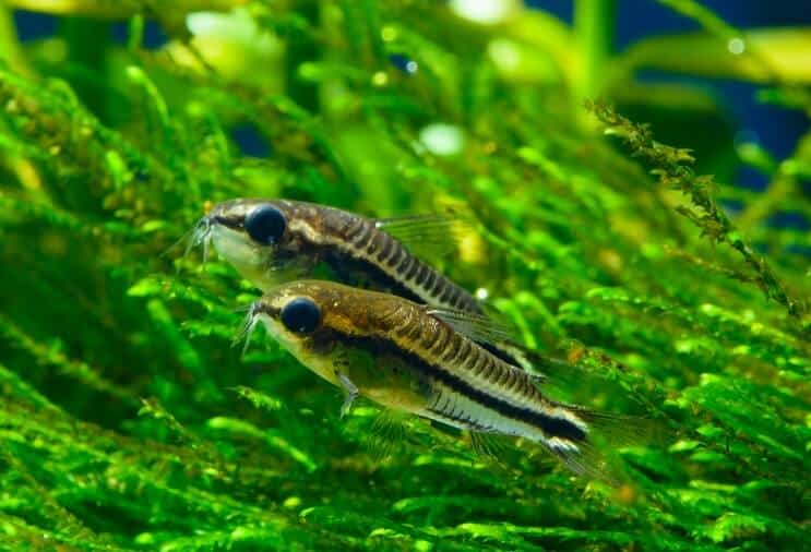 Pygmy Cory áttekintése