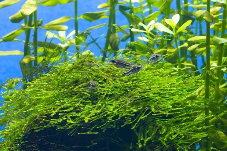 Pigmeus Cory élőhely