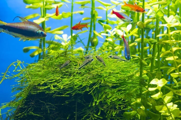 Pygmy Cory tanktársak