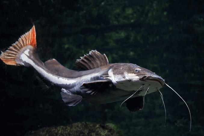 A Redtail Harcsáról