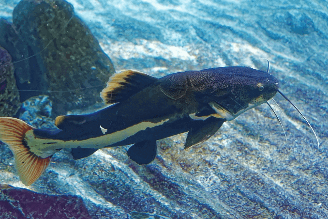 Redtail harcsa megjelenése