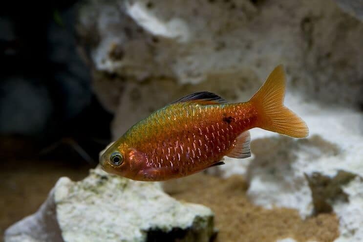 Rosy Barb áttekintés