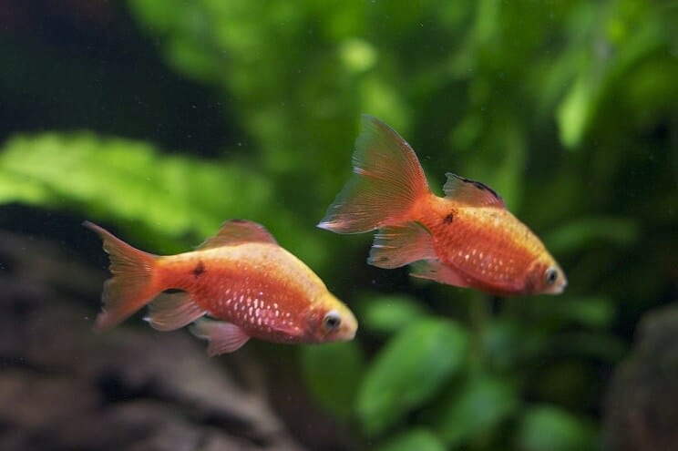 Rosy Barb tartálytársak