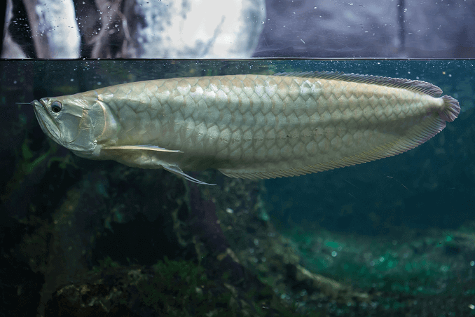 Ezüst Arowana a tartályban