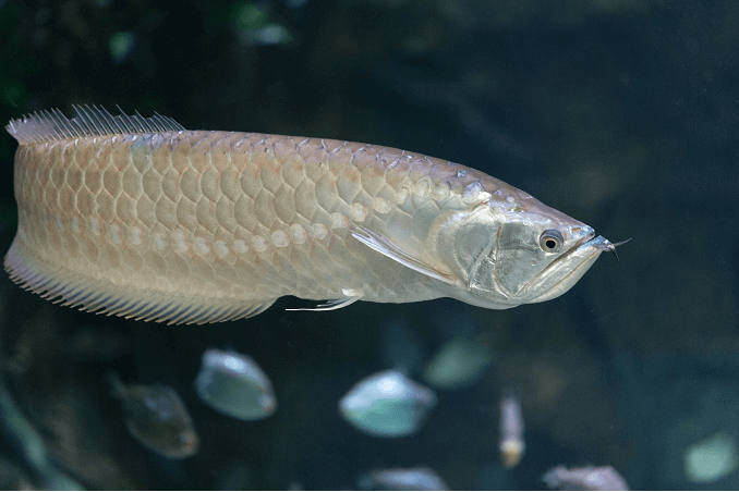 Ezüst Arowana úszás