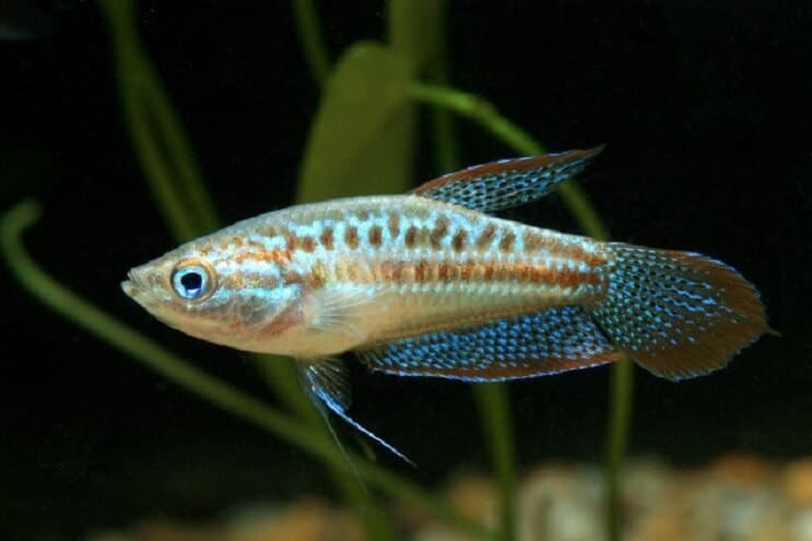 Pezsgő Gourami