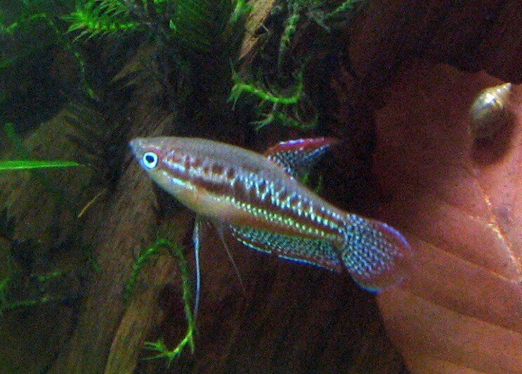Pezsgő gourami úszás