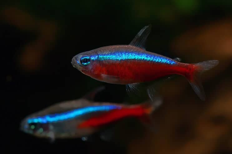 Tetra bíboros
