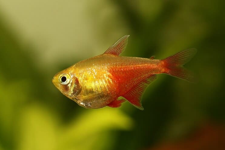 Láng Tetra