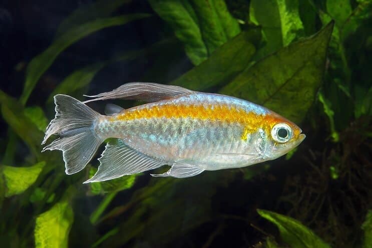 Kongói Tetra