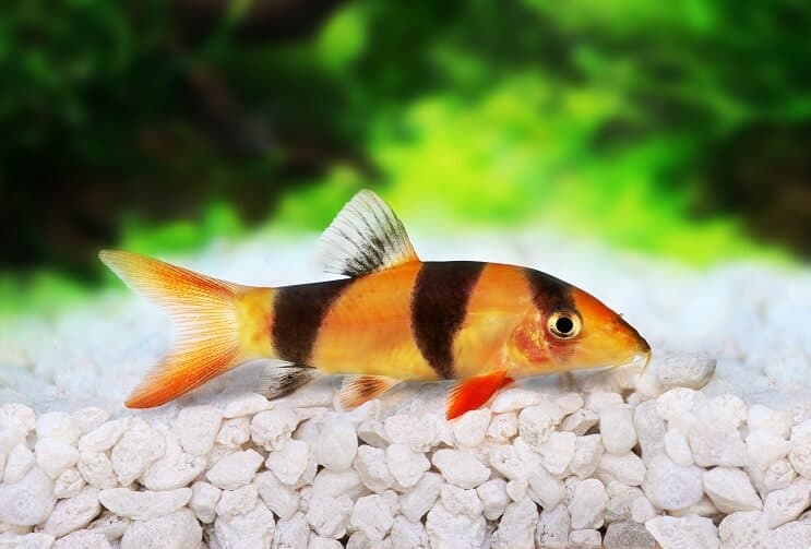 Loach bohóc