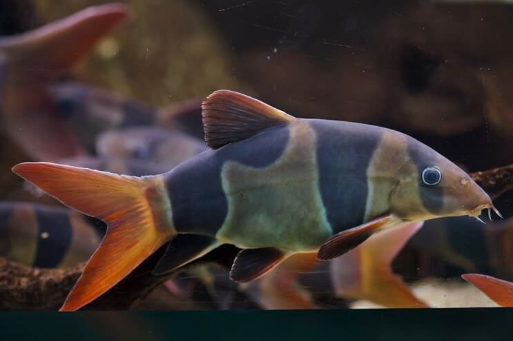 Loach bohóc