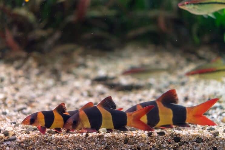 Bohóc Loach tartálytársak