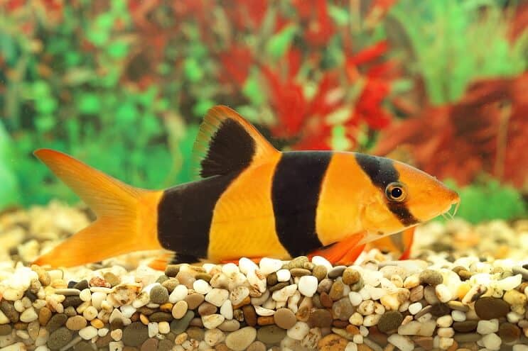 Bohóc Loach áttekintése