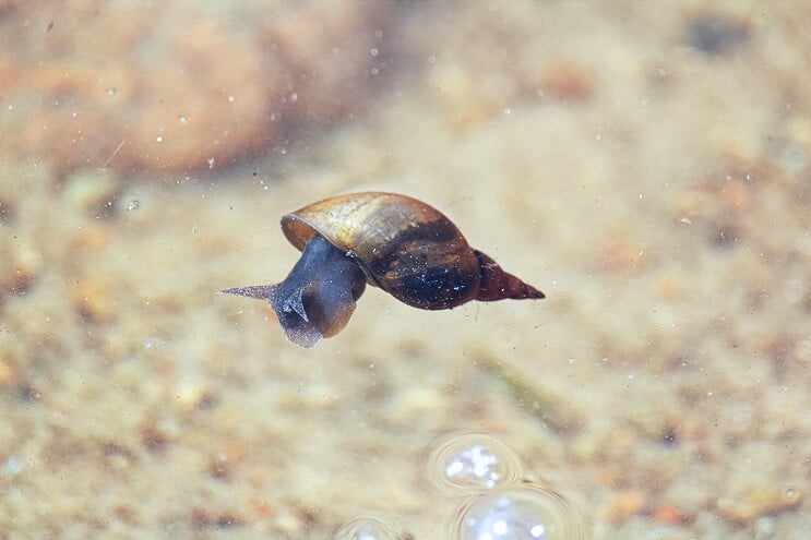 Bohóc Loach diéta